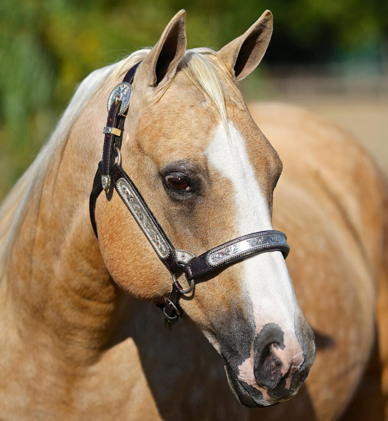 Breyer Traditional Ebony Shines and Charlize